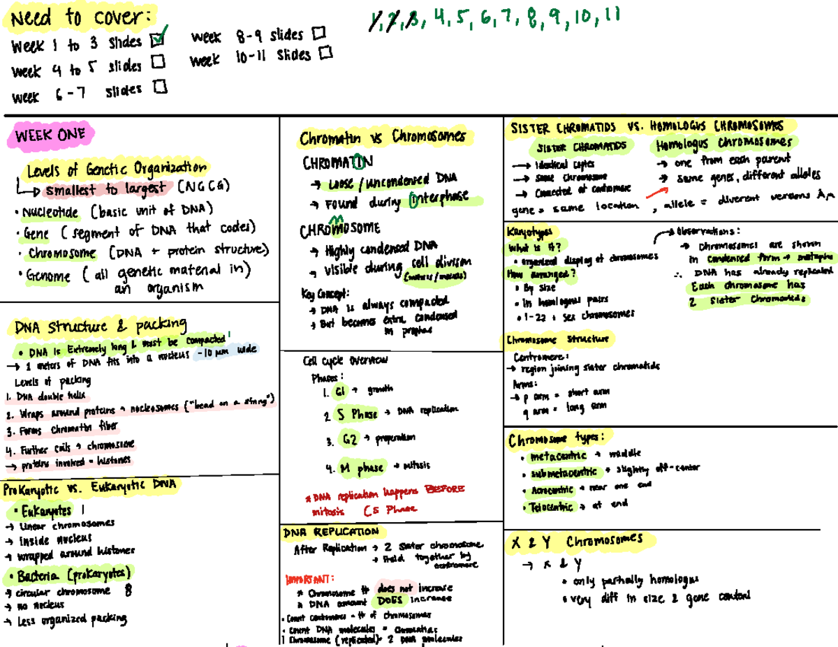 Final Exam Study Notes for Weeks 1-11: DNA Structure & Gene Expression ...