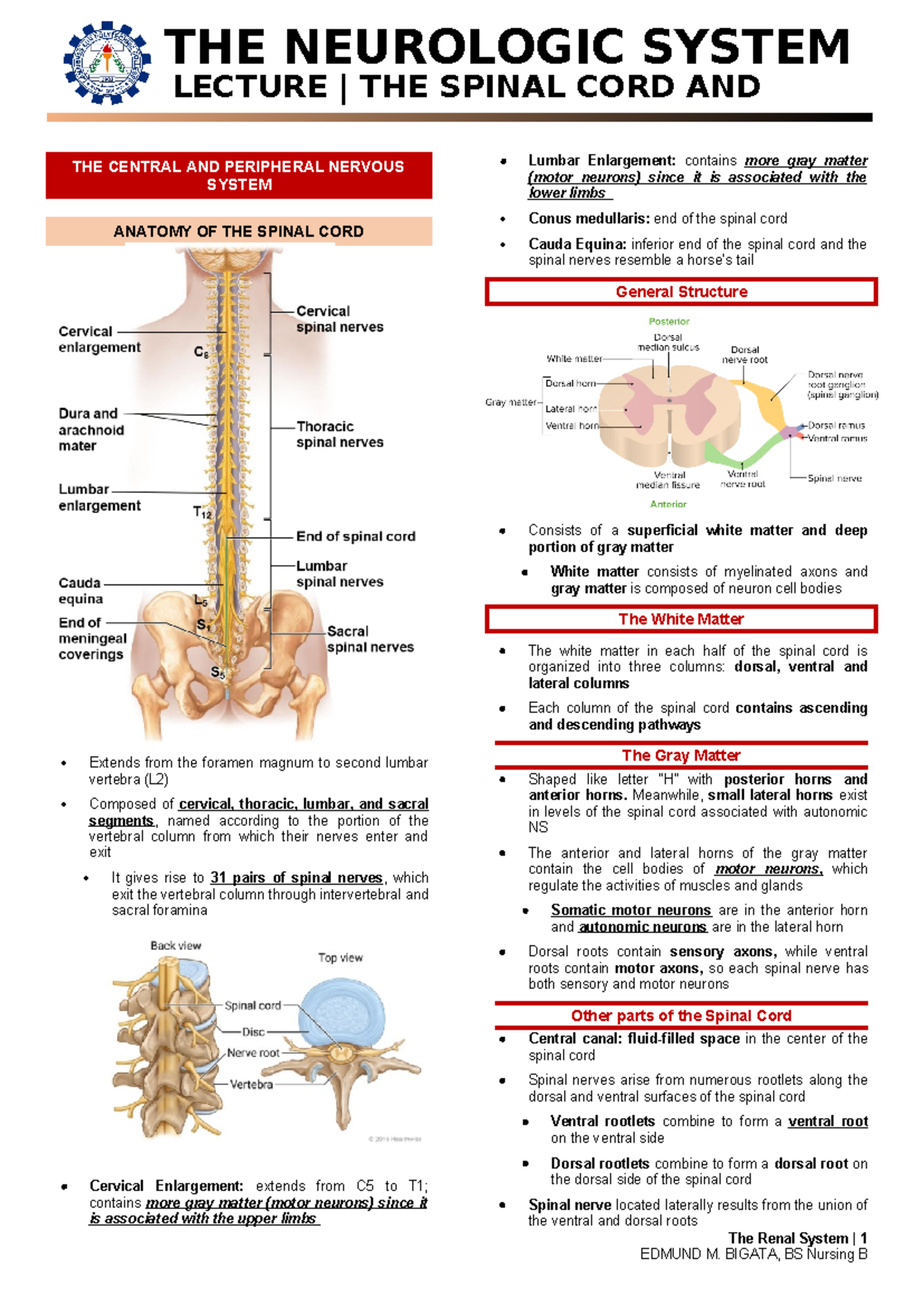 THE Spinal CORD - NONE - THE NEUROLOGIC SYSTEM II LECTURE | THE SPINAL ...