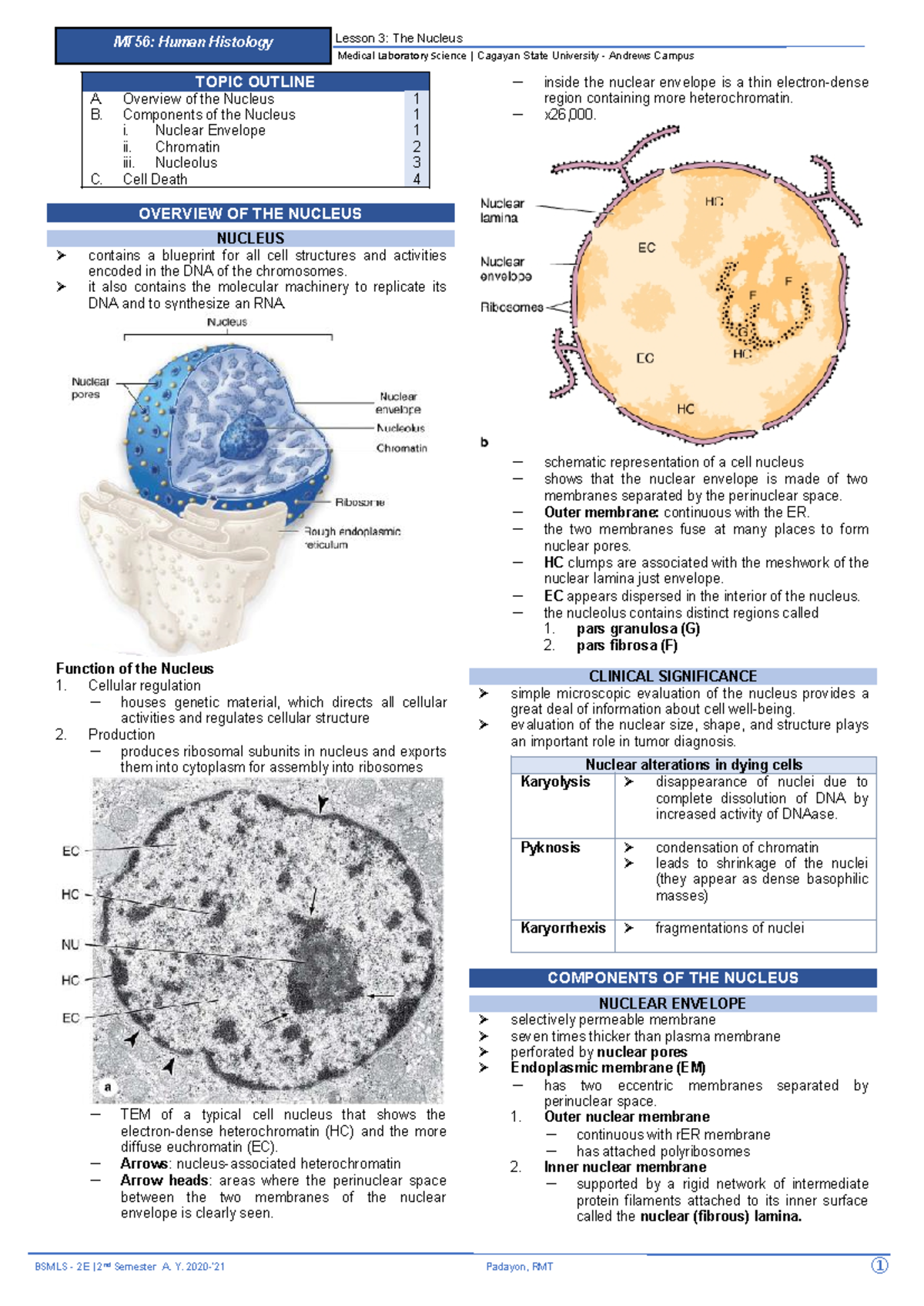 MT56: Human Histology Lesson 3 - The Nucleus Overview and Cell Death ...