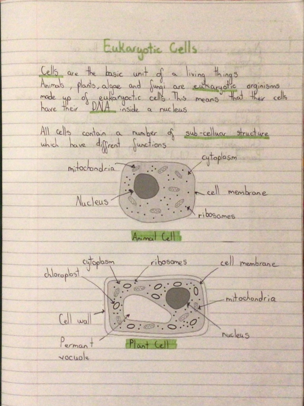IMG 2270 - Cell structure topic - Eukaryotic Cells Cells are the basic ...