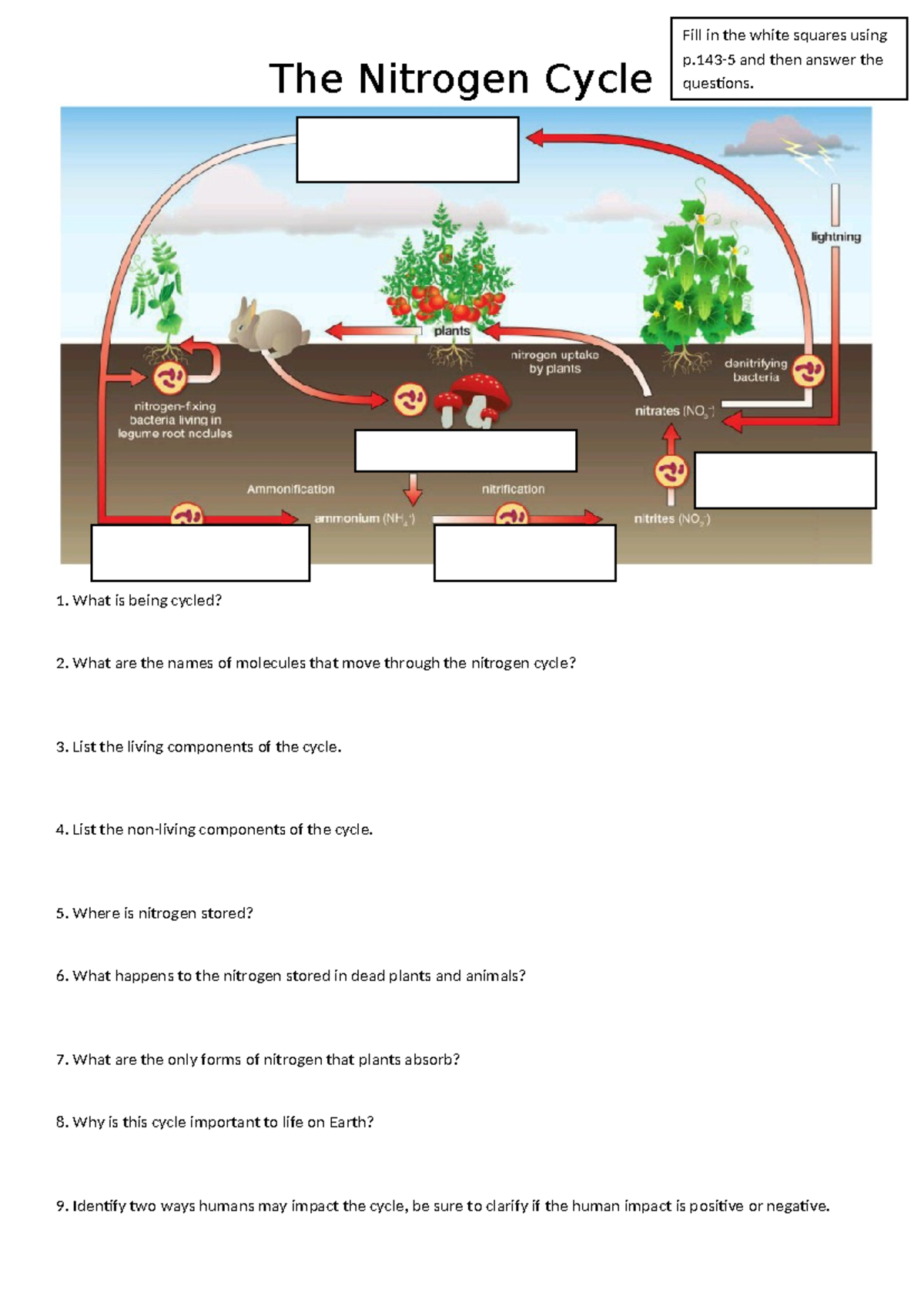 Nitrogen Cycle: Understanding Its Importance and Components - Studocu