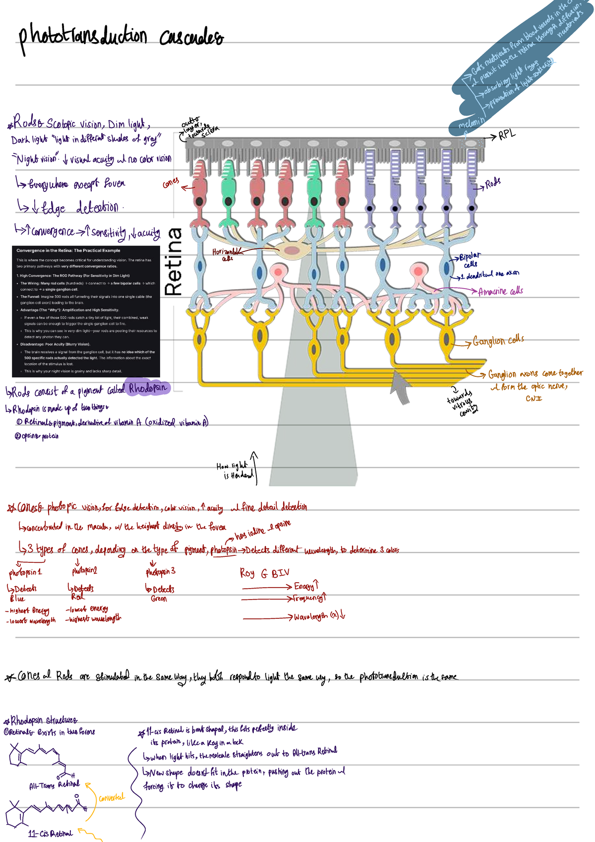 Visual Pathway and phototransduction - Human Anatomy and Physiology ...