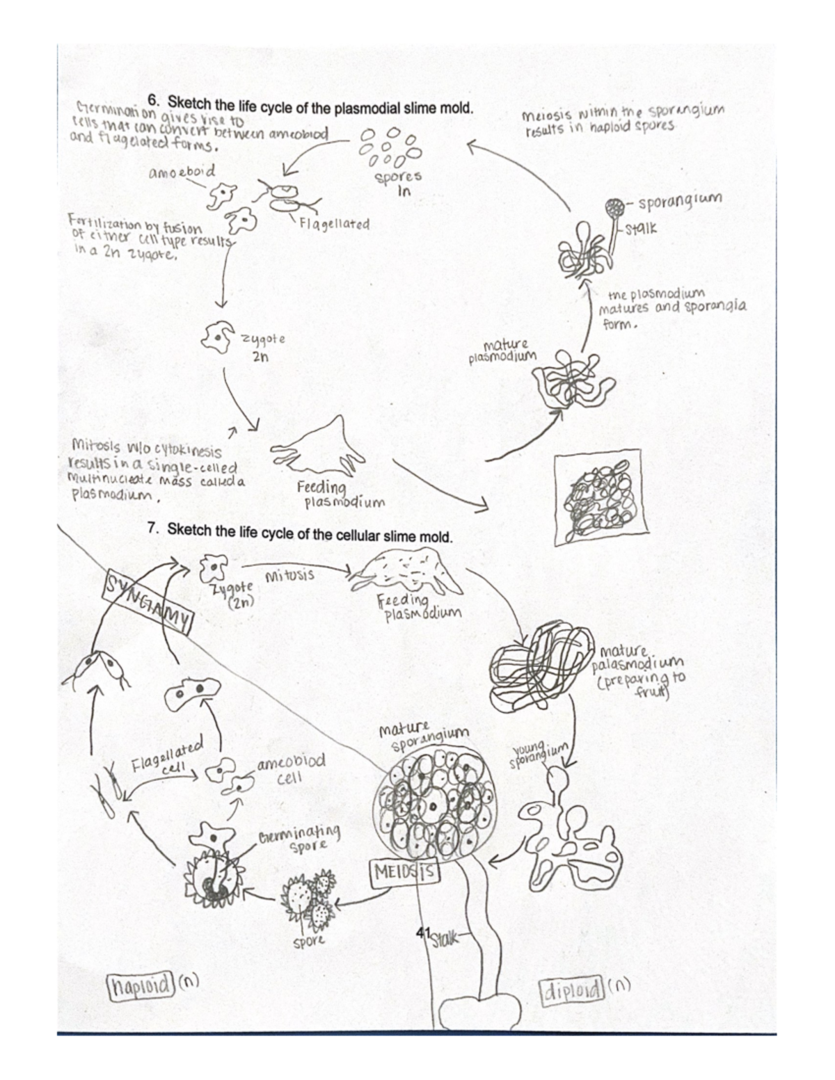 Life Cycle Of Cellular Slime Mold