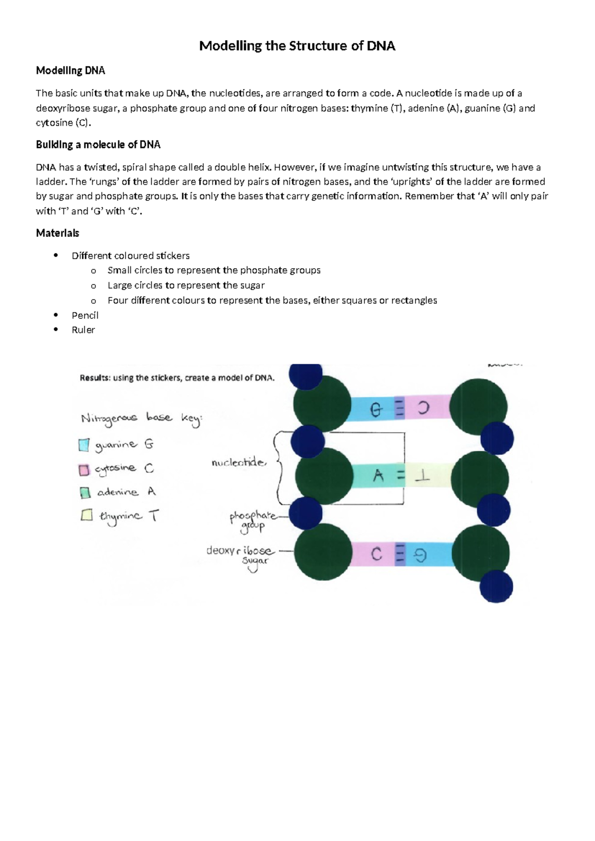 04 Modelling the Structure of DNA: Final Exam Answers - Studocu