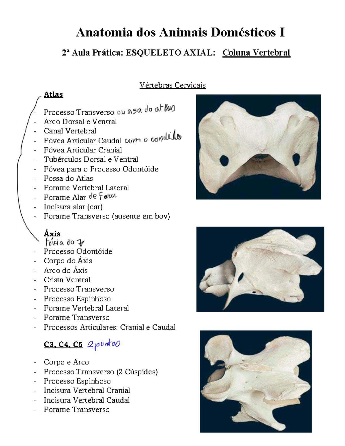 Anatomia dos Animais Domésticos I: Aula Prática sobre Coluna Vertebral ...