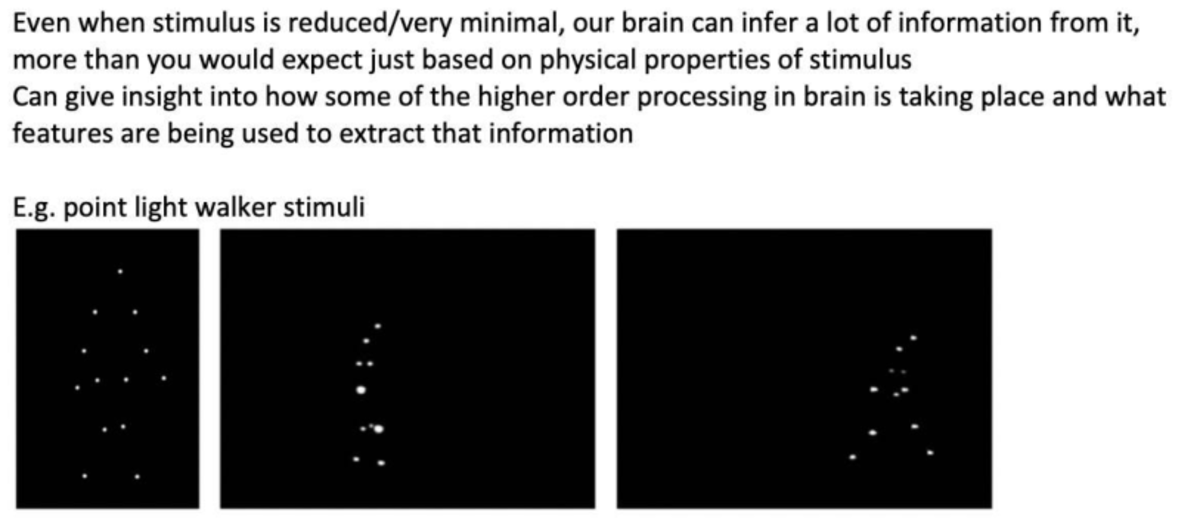 Cognitive Processing Insights: Minimal Stimulus & Brain Inference - Studocu