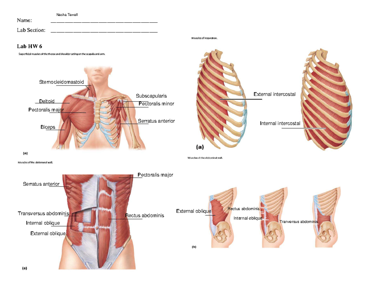 Lab HW 6: Muscles of the Thorax, Abdomen, Shoulder, and Face - Studocu
