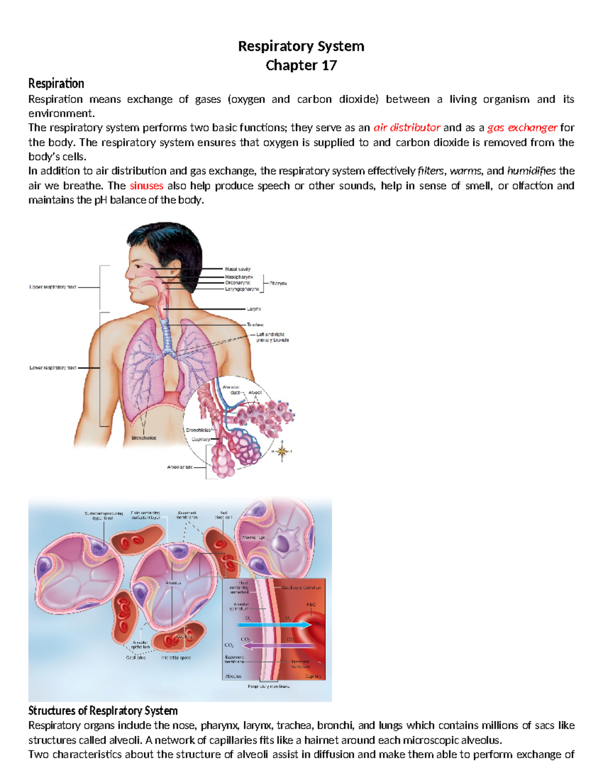 Chapter 17: Overview of the Respiratory System (Bio 101) - Studocu