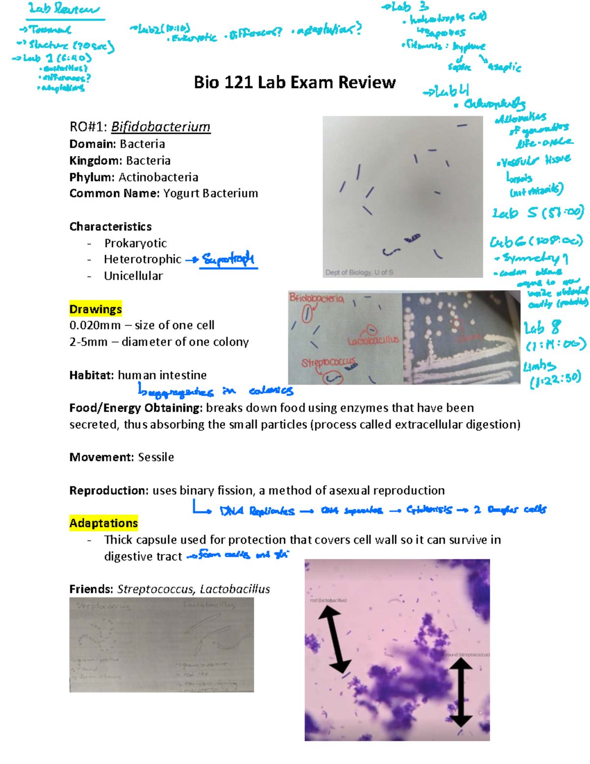 Bio 121 Lab Exam Review: Key Concepts and Organism Characteristics ...