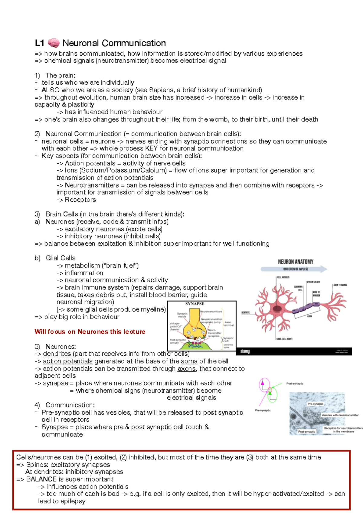 L1 🧠 - Neuronal Communication and Brain Function Explained - Studeersnel