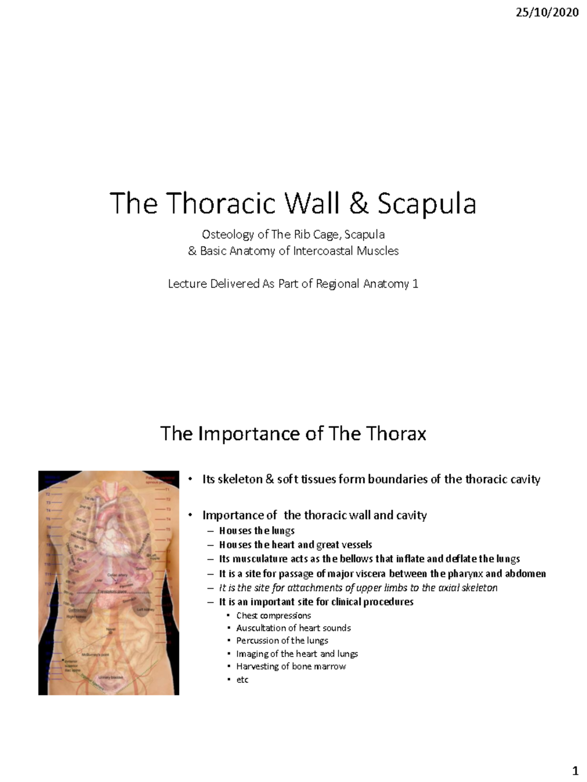 Thoracic Cavity Thorax Anatomy Vrogueco