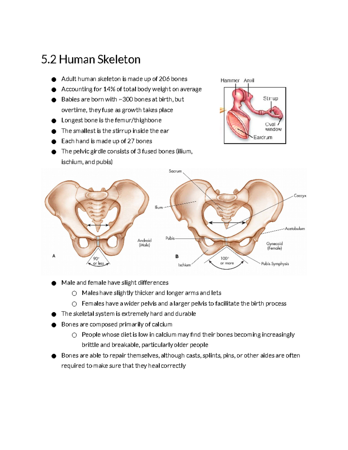 5.2 Human Skeleton - Detailed Study Notes on Anatomy and Functions ...