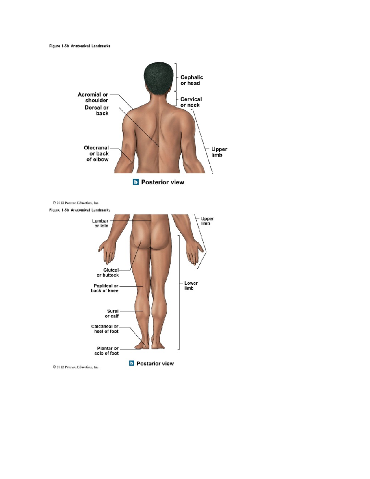 AHS 131 Module 1: Posterior Anatomy Landmarks Overview - Studocu