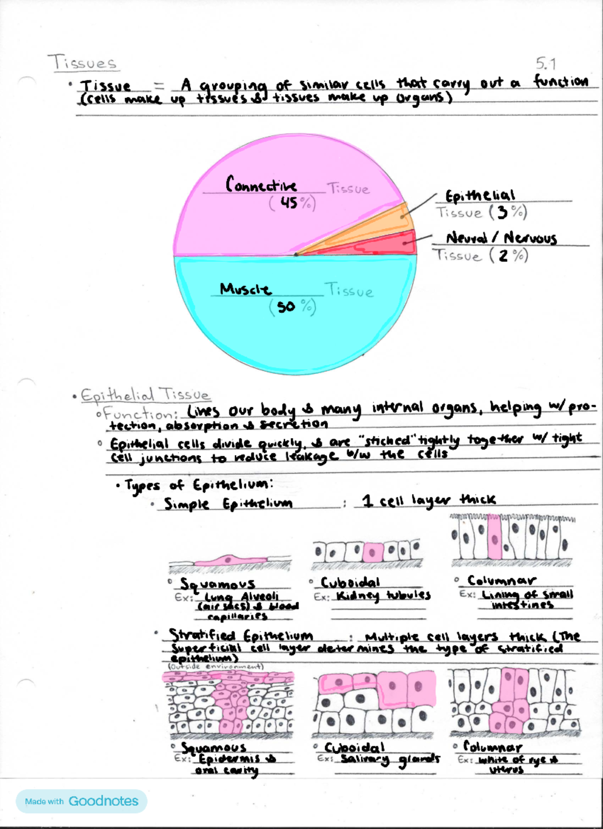 Lecture Notes on Tissues and Their Functions - Studocu