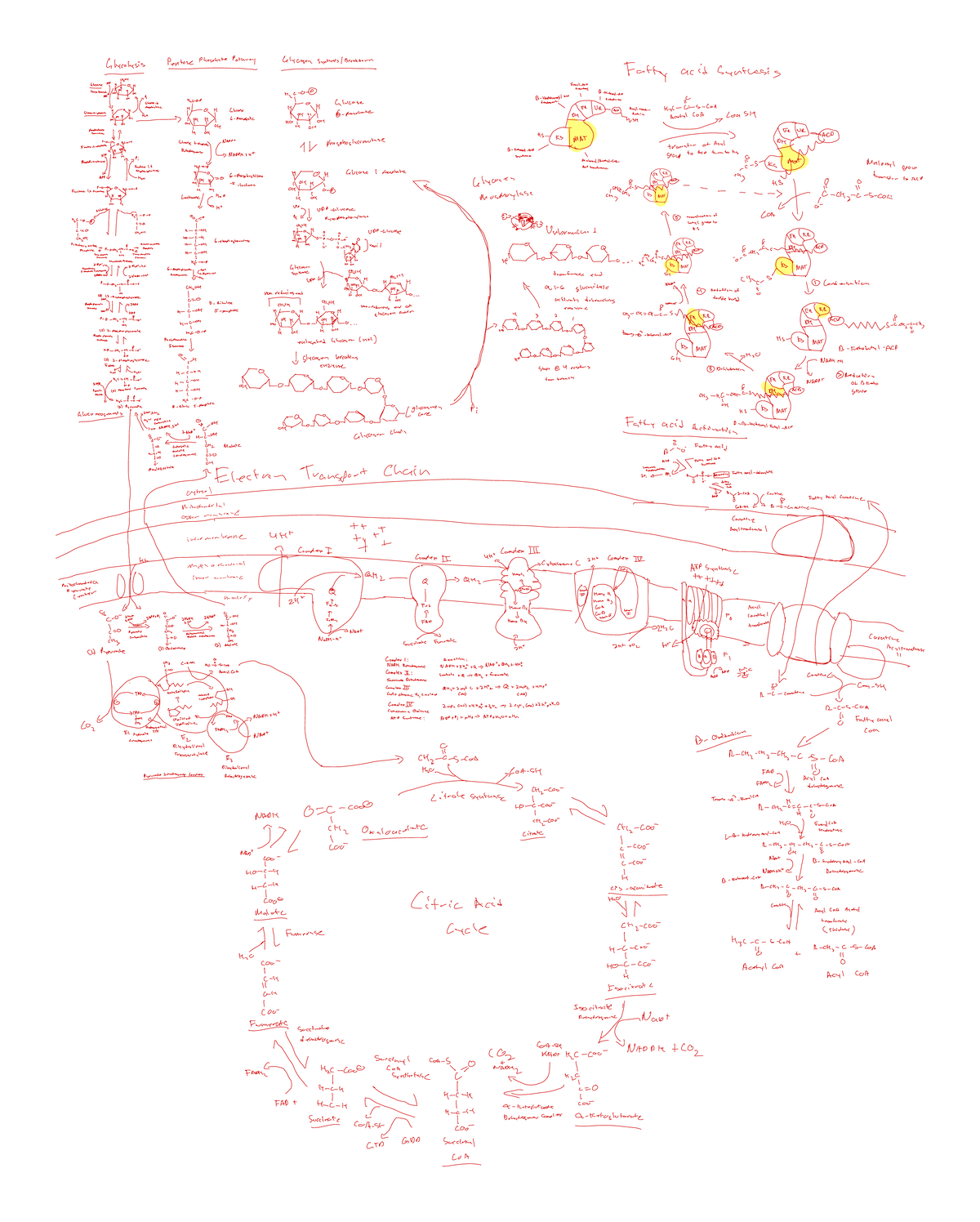 Metabolic Map 2: Overview of Key Enzymes and Complexes - Studocu