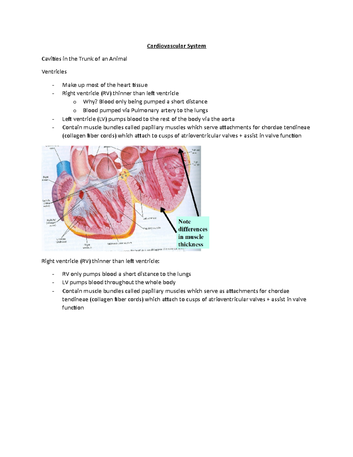 4 ANSC 2340 cardio - notes - Cardiovascular System Cavities in the ...