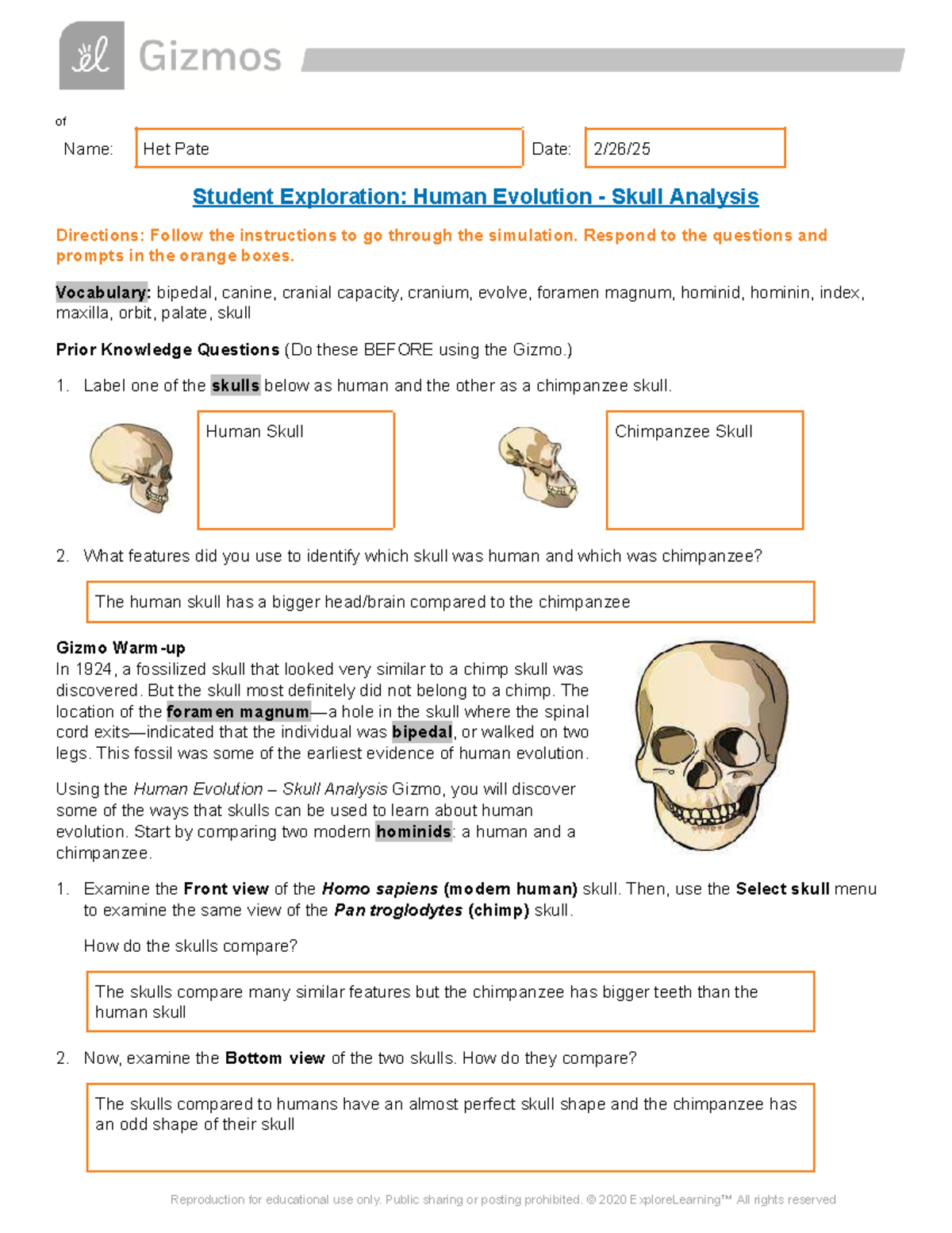 Human Evolution: Skull Analysis SE - Gizmo Exploration Guide - Studocu