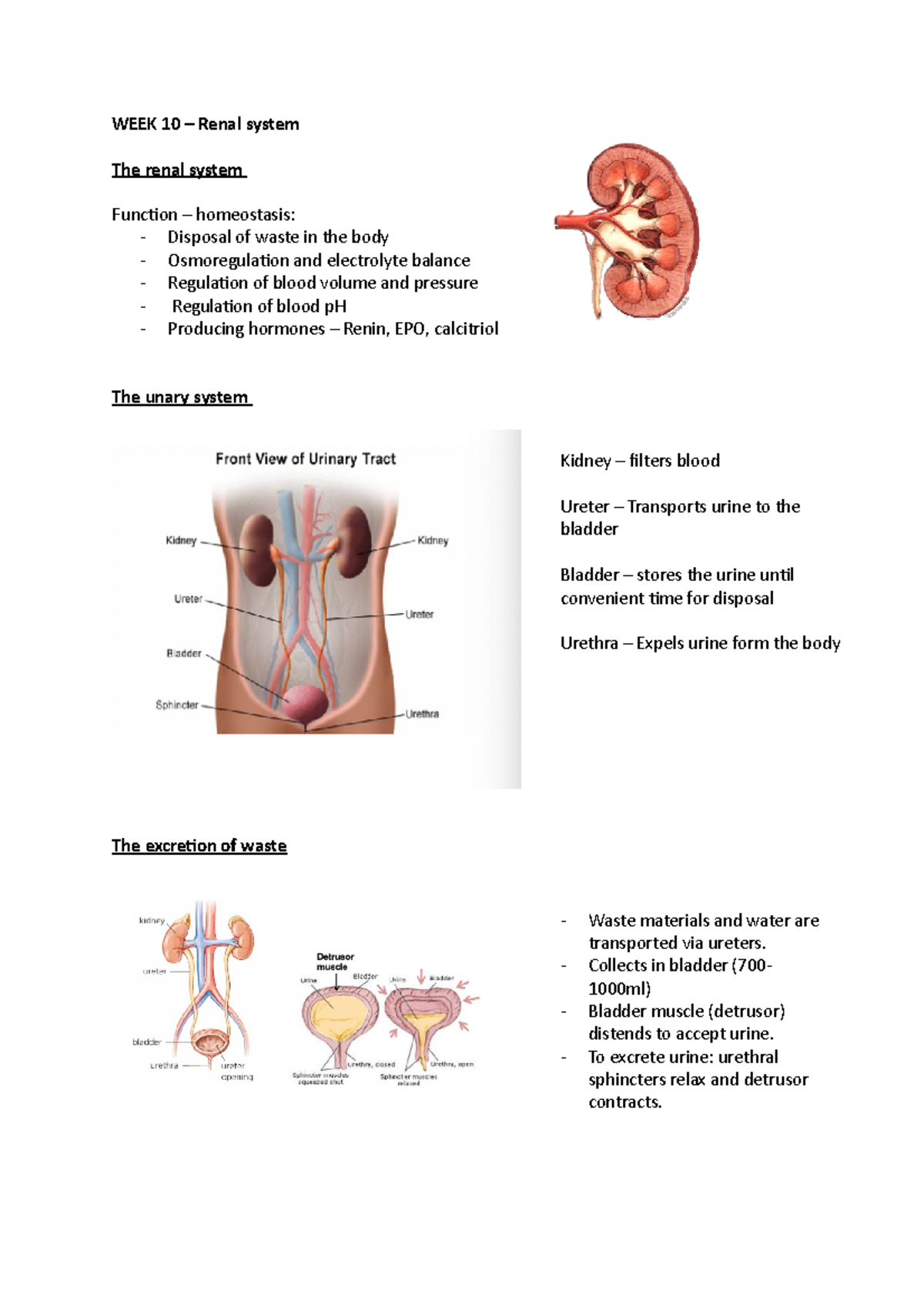 Renal System Overview: Week 10 Lecture Notes (Bio 101) - Studocu