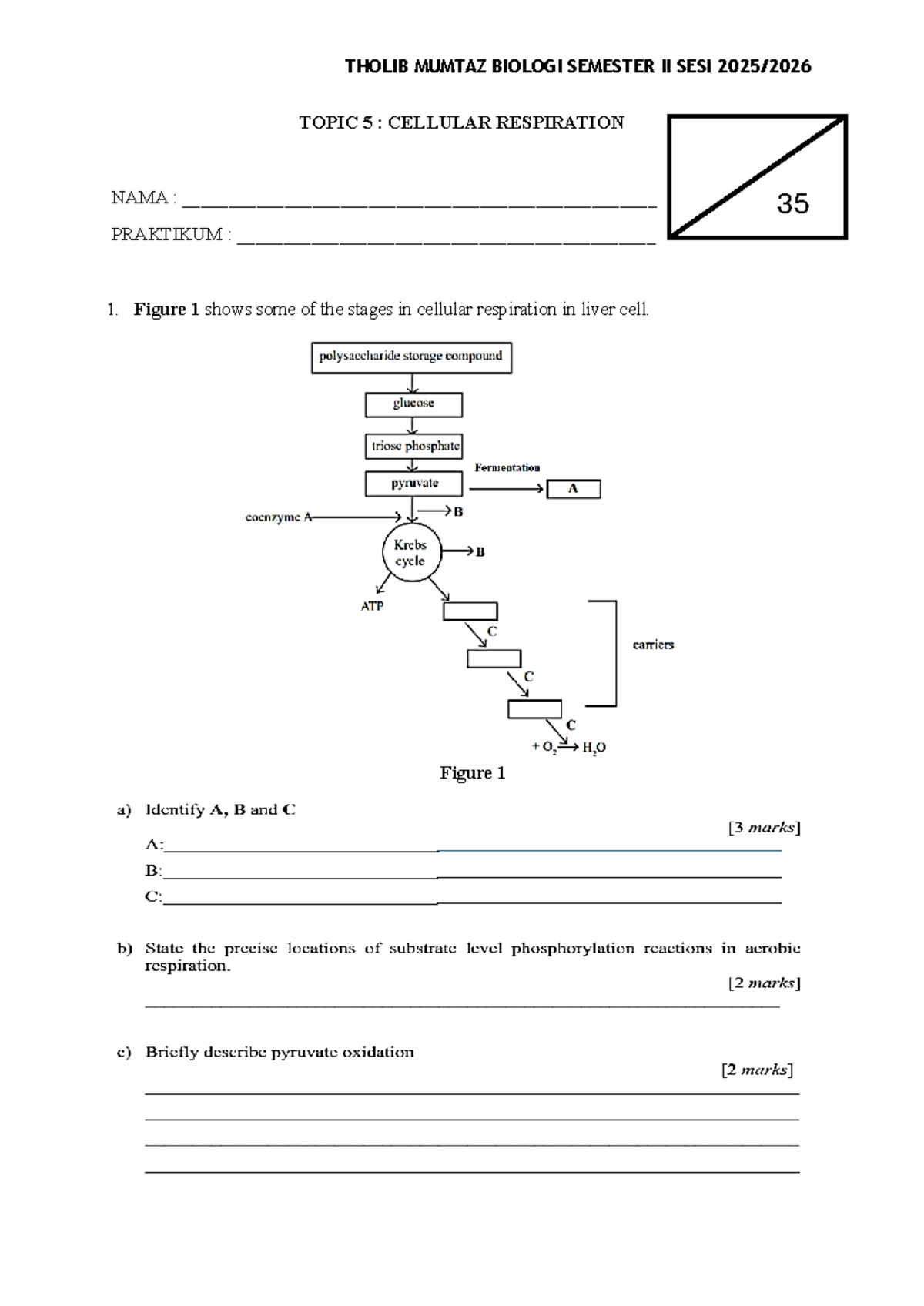 TM Biologi Semester II Chapter 5: Cellular Respiration Overview - Studocu