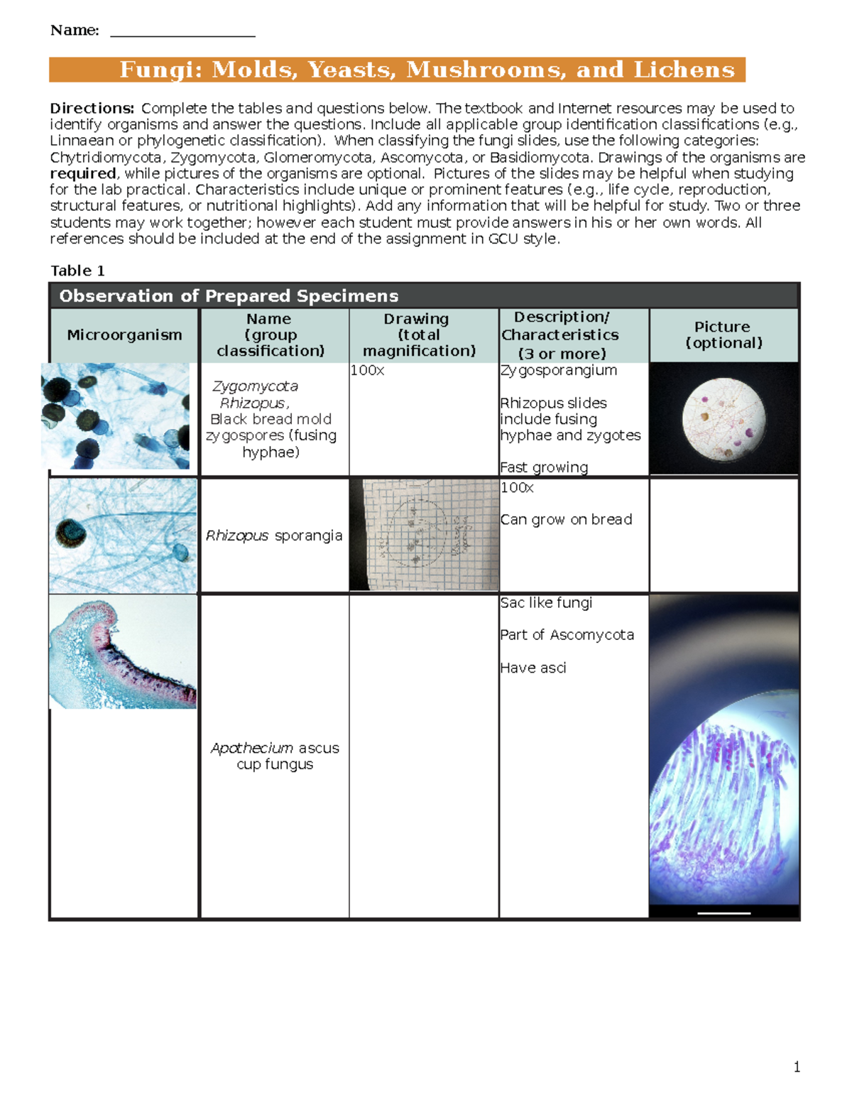 Bio182 Lab 3 - Fungi Classification and Observations Assignment - Studocu