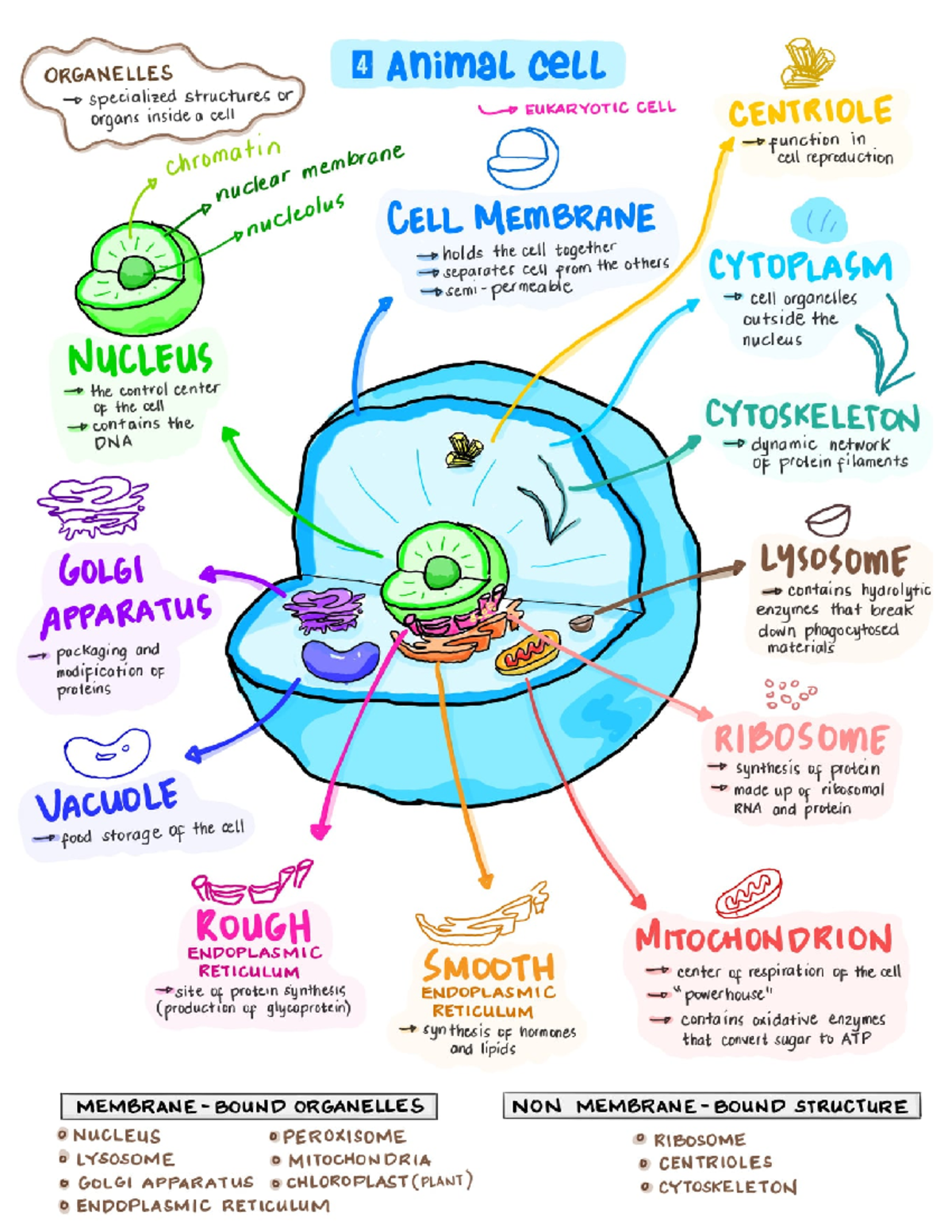 Understanding Animal Cell Structure and Functions - Studocu