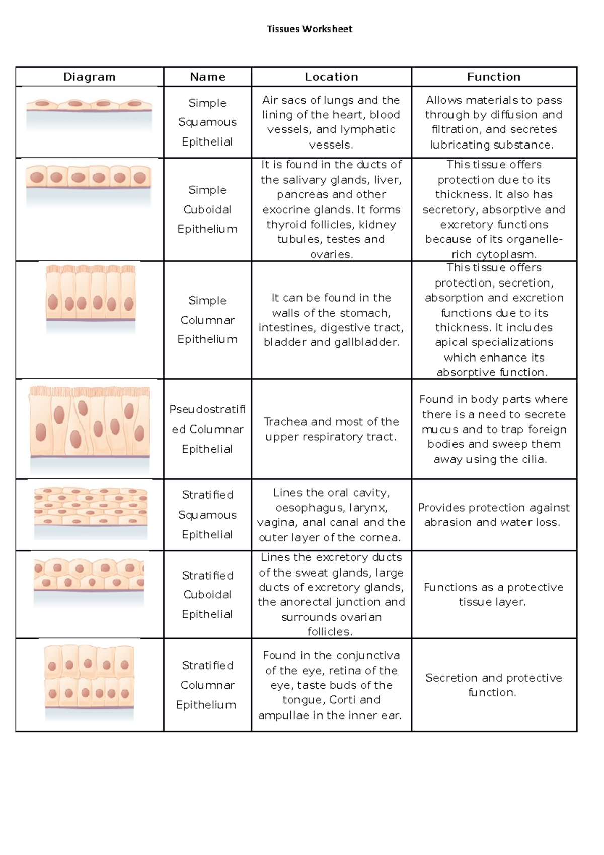Epithelial Tissue Worksheet Anatomy