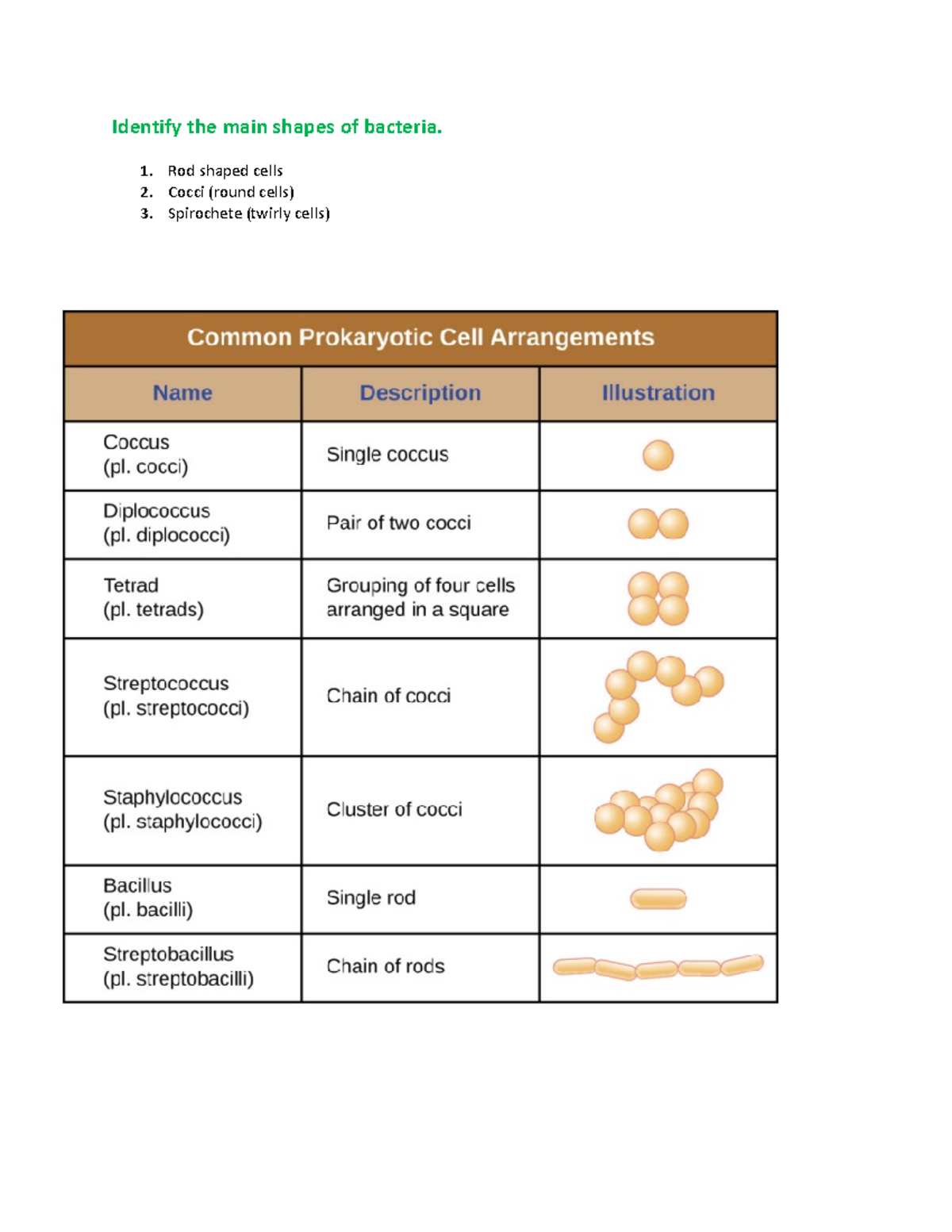 Microbiology 101: Bacteria Exam Notes & Key Concepts Summary - Studocu