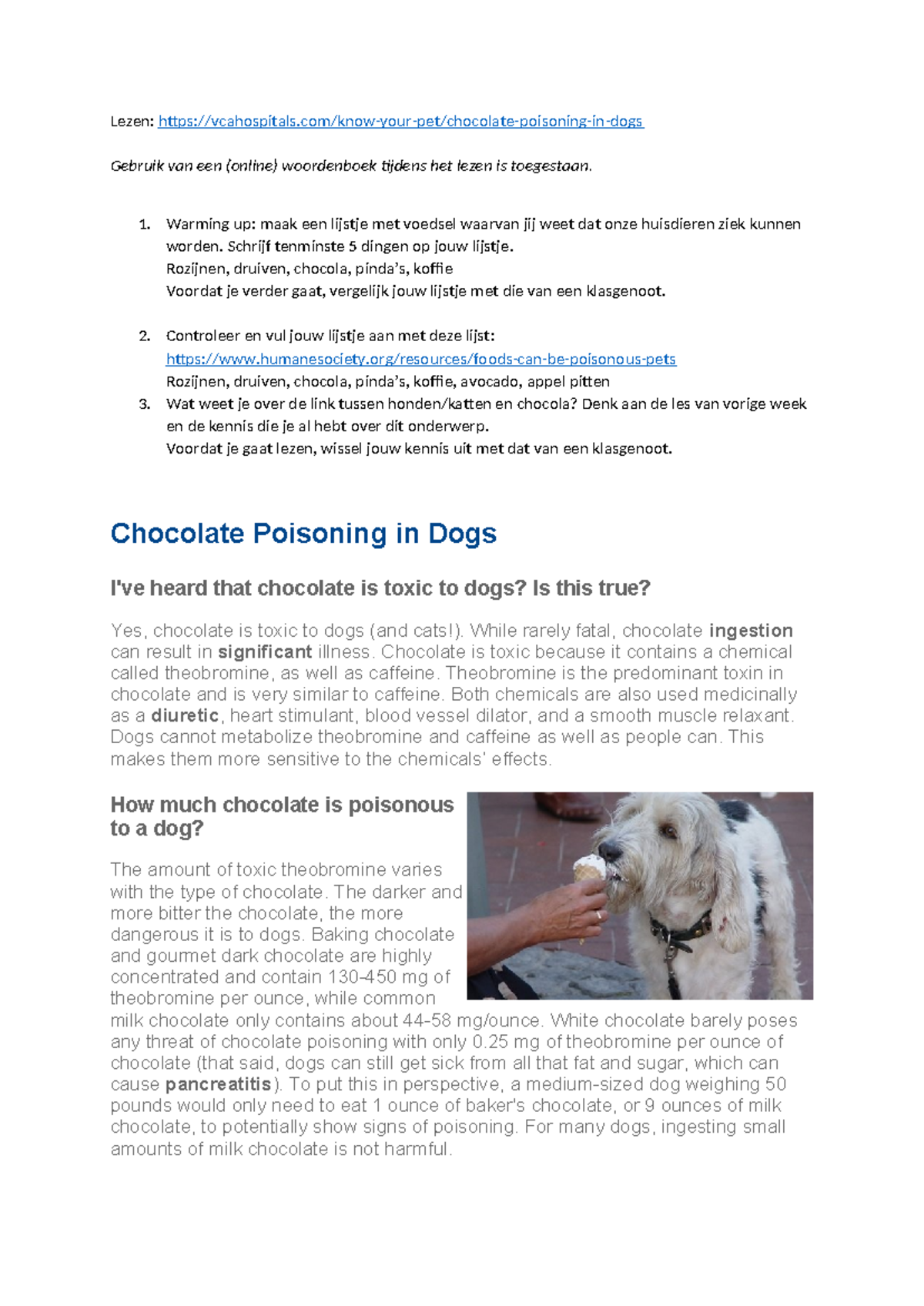 Chocolate Poisoning in Dogs: Understanding Risks and Treatments ...