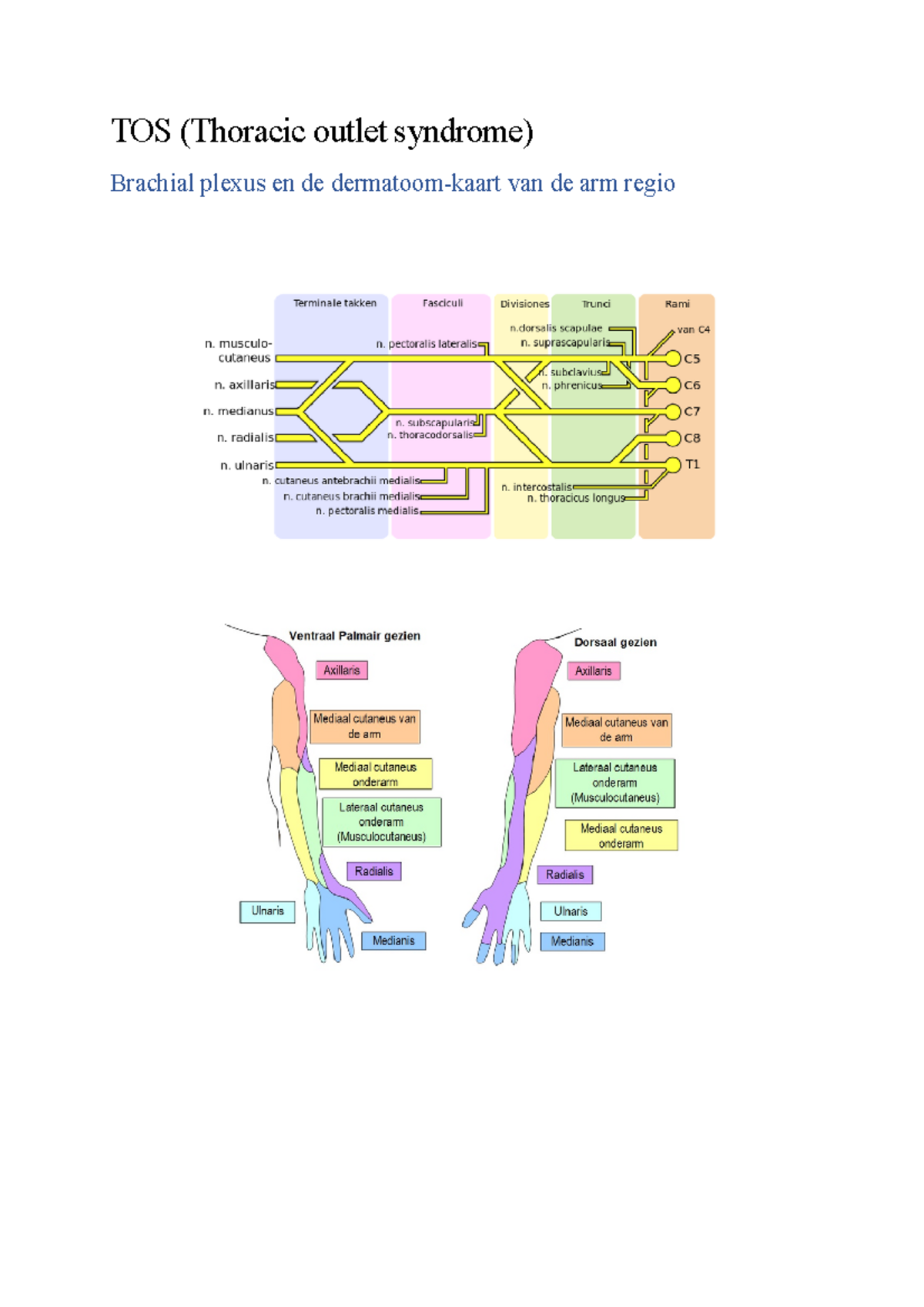 Thoracic Outlet Syndrome (TOS) Overview and Nerve Innervation - Studeersnel