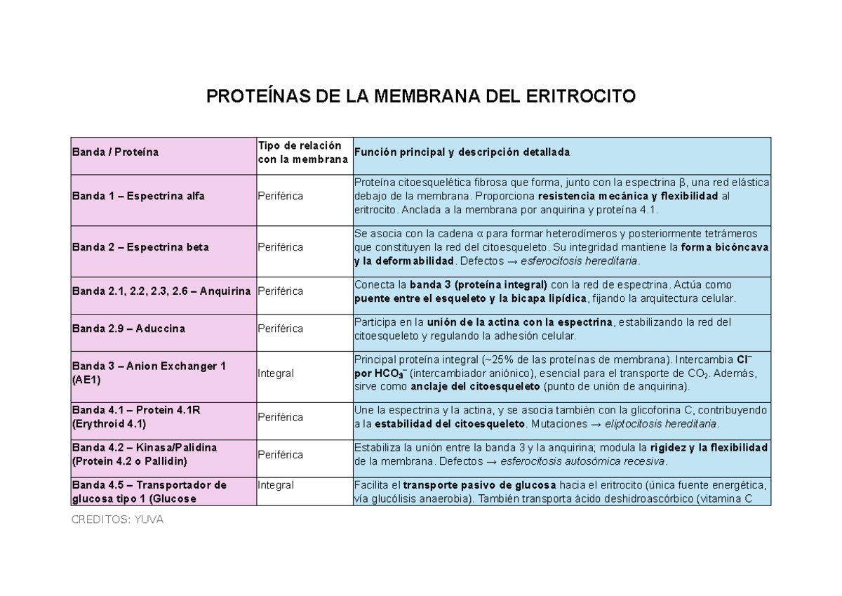Proteínas de la Membrana del Eritrocito: Funciones y Estructura - Studocu