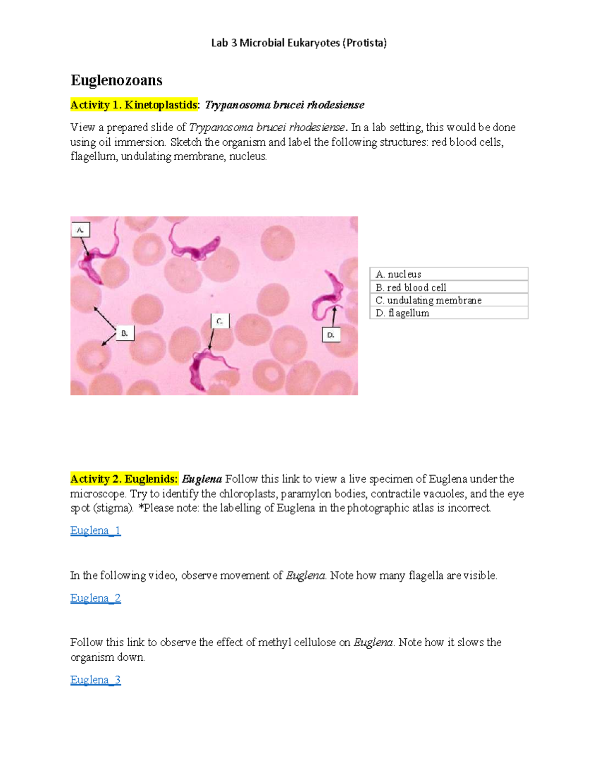 Lab 3 Microbial Eukaryotes (Protista) Answer Key and Activities - Studocu