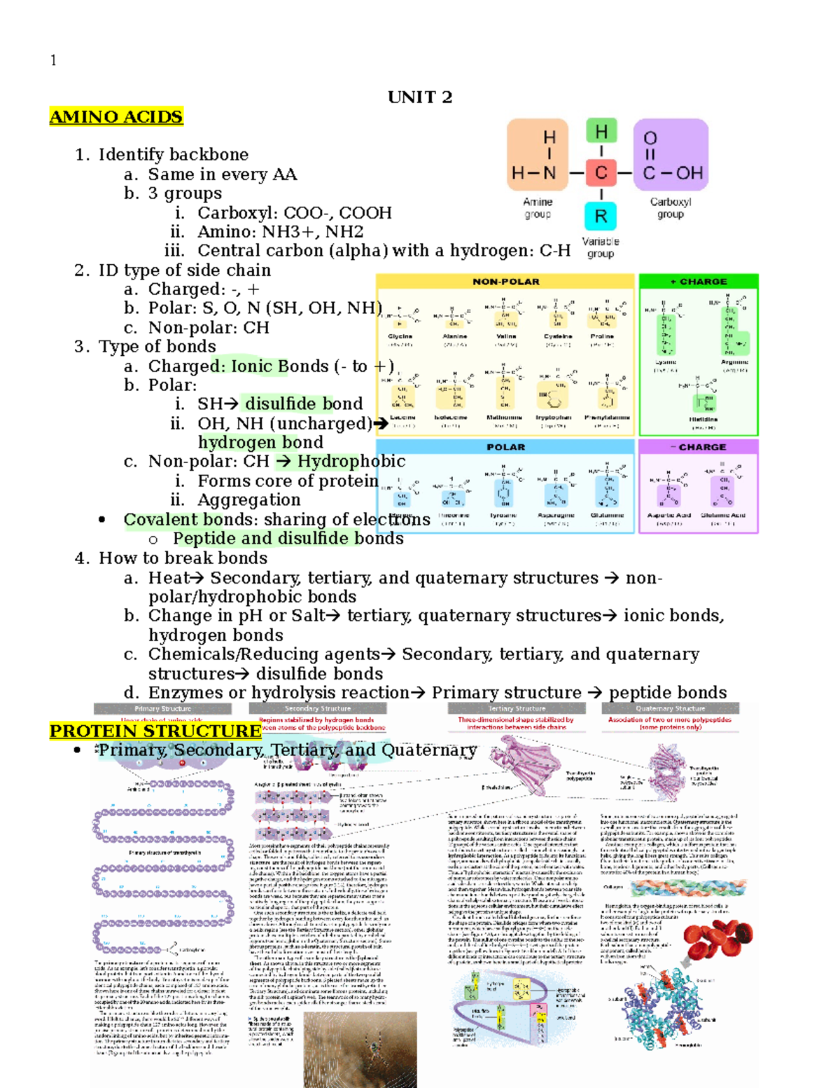 Biochem Study Guide - UNIT 2 AMINO ACIDS Identify backbone a. Same in ...