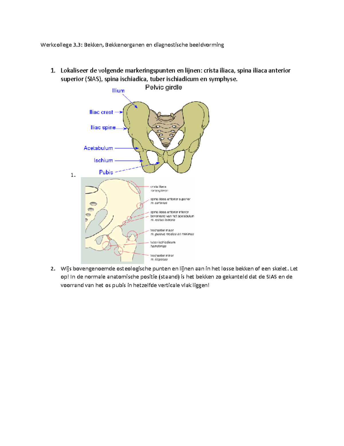 Anatomie Werkgroep 3: Bekken en Bekkenorganen Studiehandleiding ...