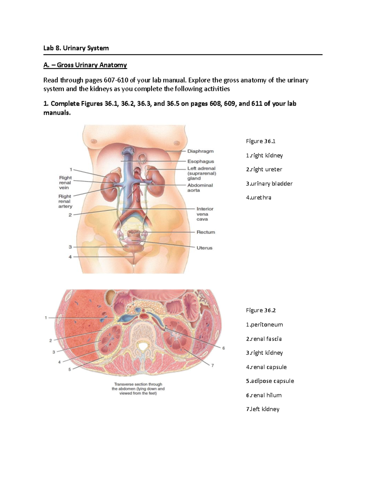 Urinary System Worksheet Lab 8 - Bio242ol Analysis & Observations - Studocu