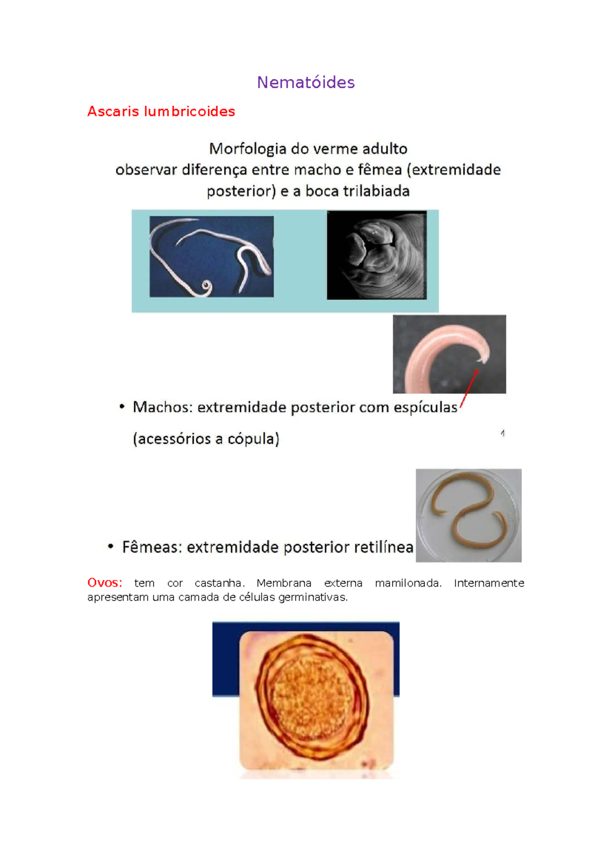 Nematóides - PENRIS - Parasitologia - Nematóides Ascaris lumbricoides ...