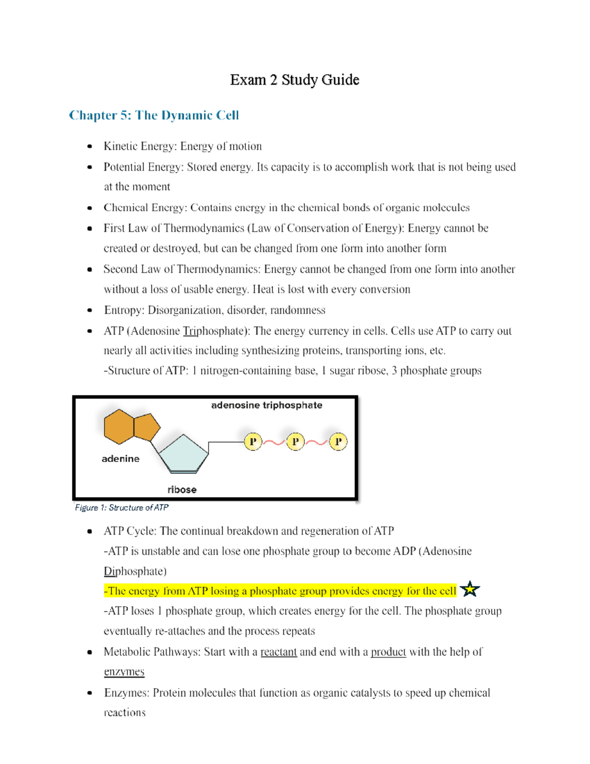 Exam 2 Study Guide - BIOL 101: Photosynthesis & Cellular Respiration ...