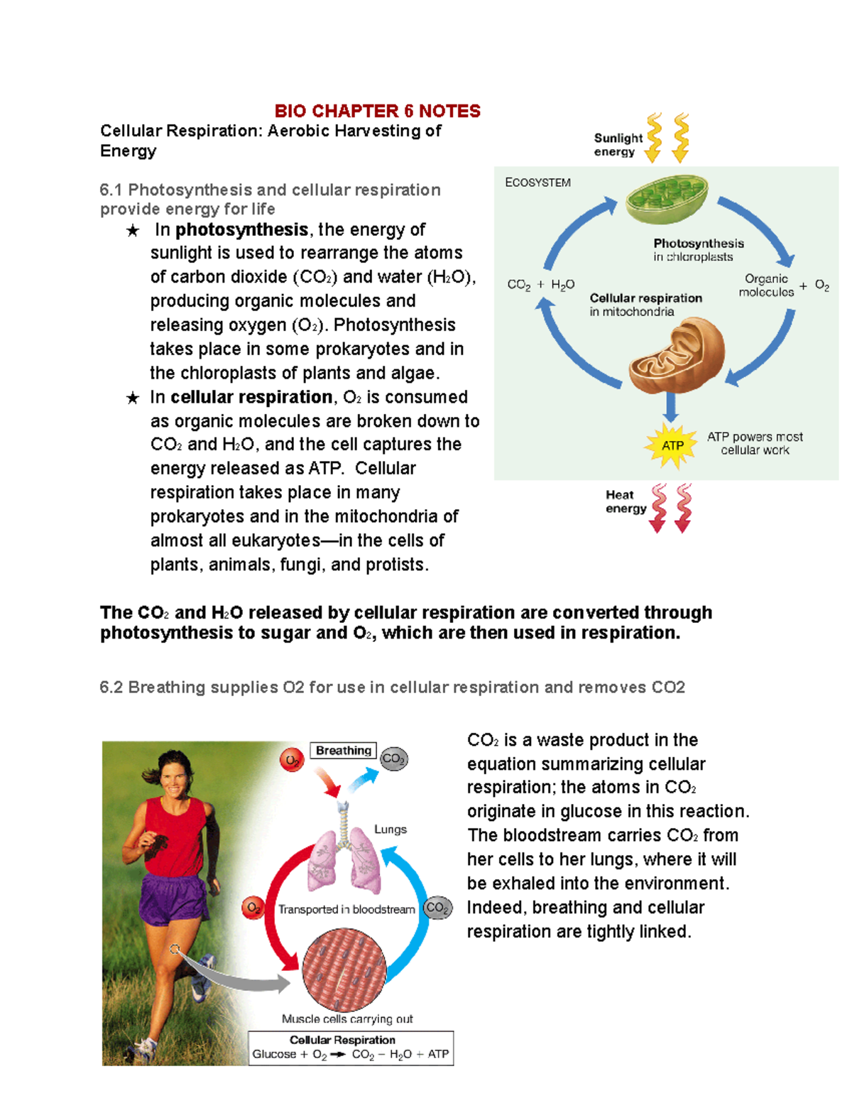BIO 1050 Chapter 6 Notes: Cellular Respiration and Energy Harvesting ...
