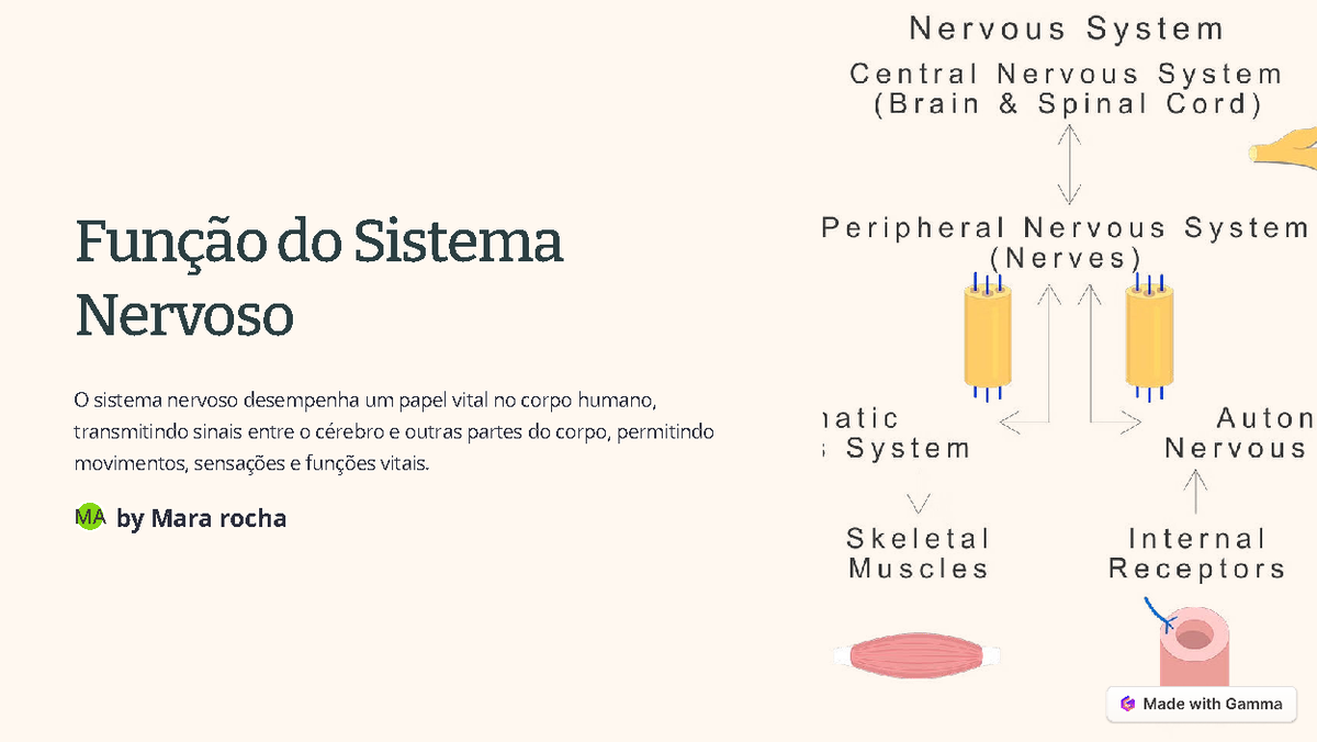 Funcao-do-Sistema-Nervoso - Função do Sistema Nervoso O sistema nervoso ...
