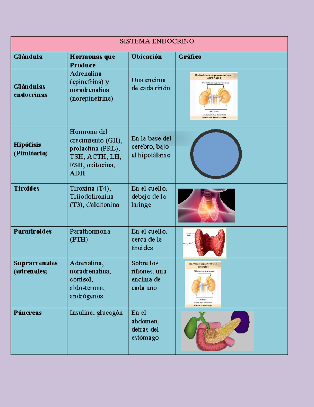 SISTEMA ENDOCRINO: Glándulas y Hormonas Clave - Merly - Studocu
