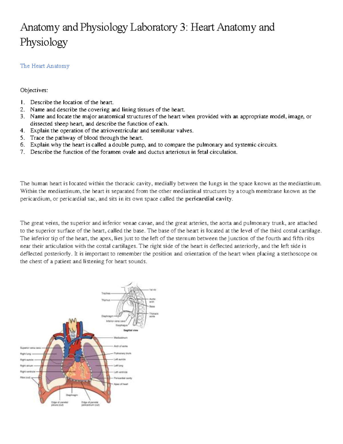 BIO 211 LAB Lesson 3: Heart Anatomy & Conduction System Overview - Studocu