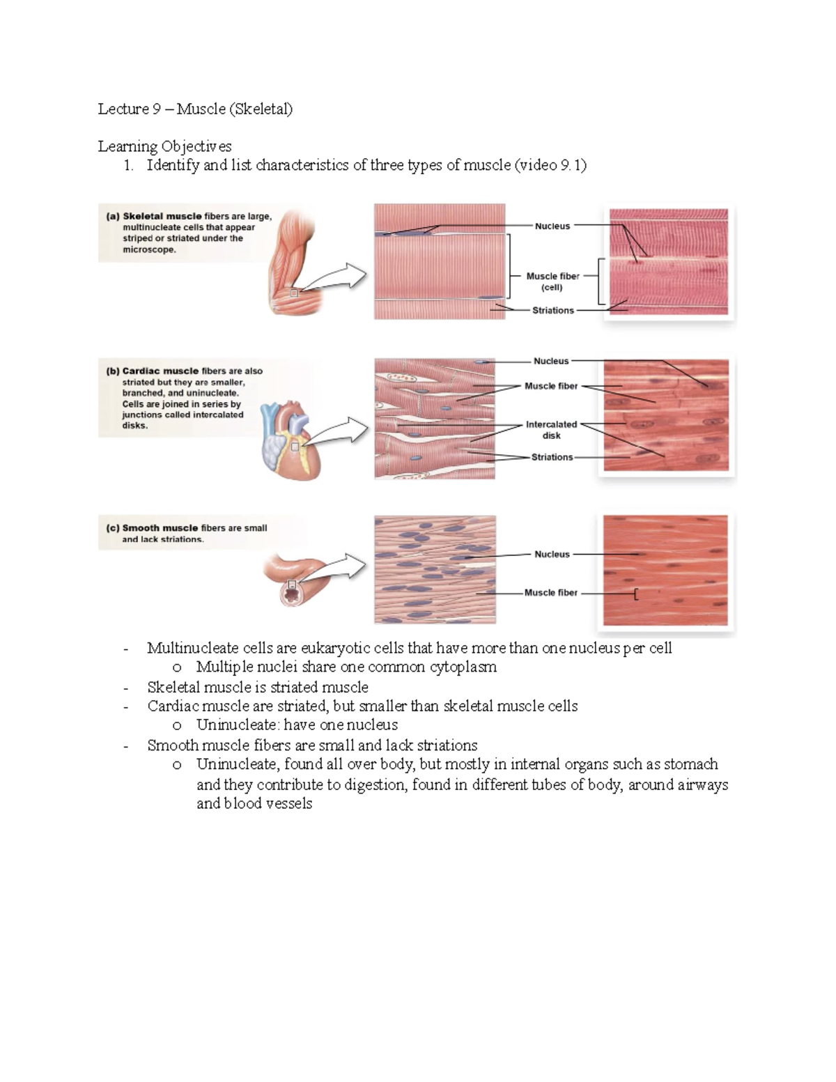 BIO 203 Lecture 9: Understanding Muscle Types and Contraction ...