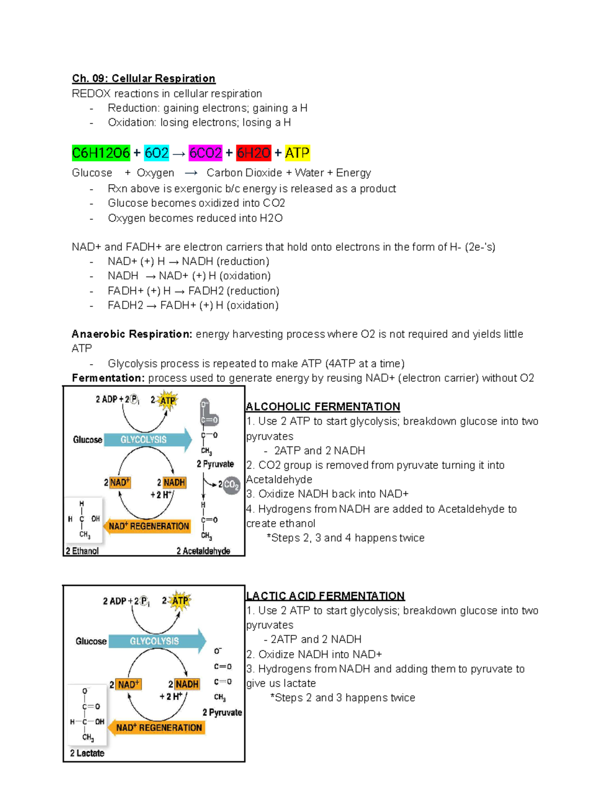 BIO 101 FINAL EXAM Study Guide: Cellular Respiration & Photosynthesis ...
