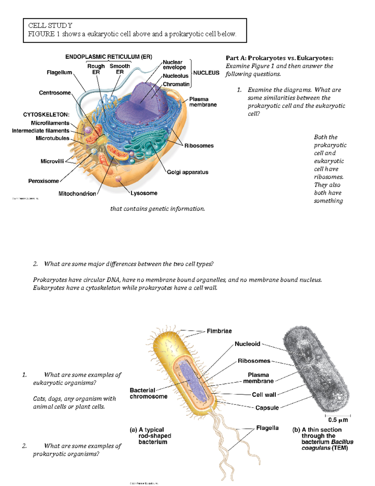 Prokaryotic Cells And Eukaryotic Cells Similarities