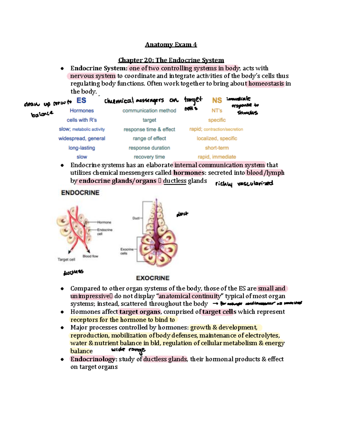 Anatomy Exam 4 Study Guide: Endocrine and Reproductive Systems Insights ...