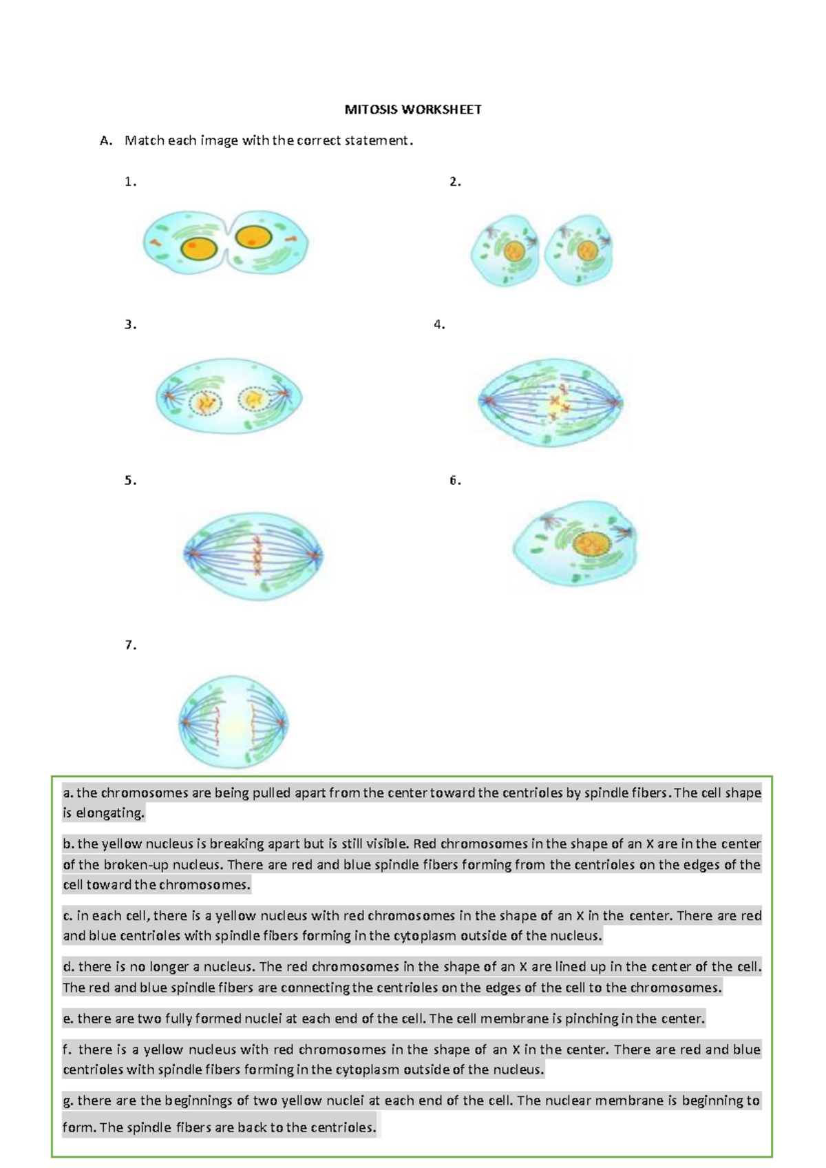 Mitosis Worksheet - Stages of the Cell Cycle (WHAJANZHS 189) - Studocu