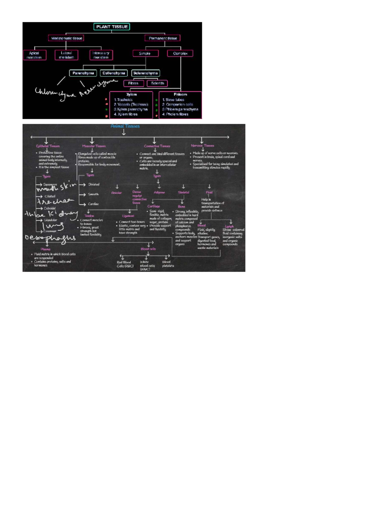PLANT & ANIMAL TISSUES: A Comprehensive Mind Map Study Guide - Studocu