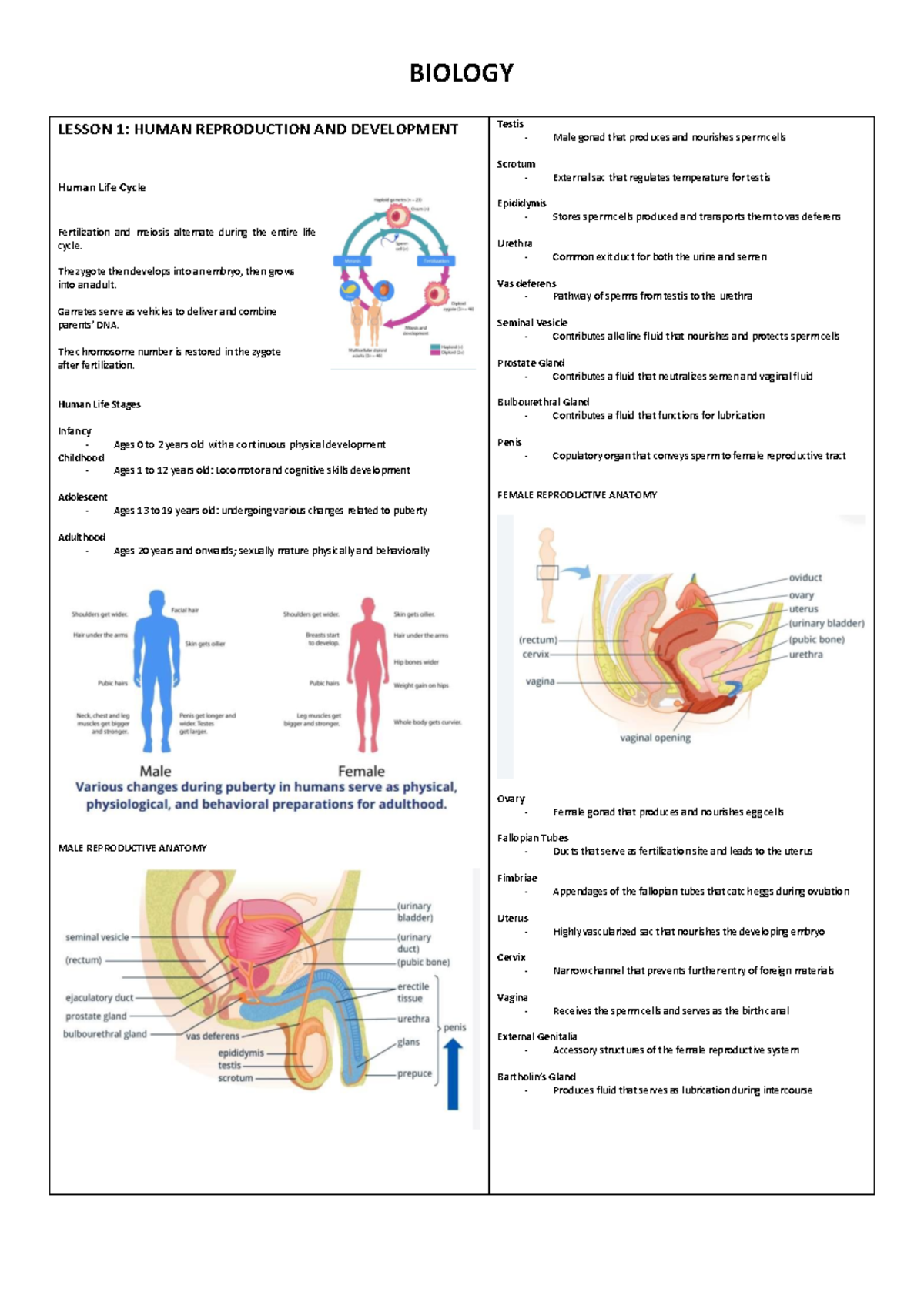 Biology-4th-Quarter - goo - LESSON 1: HUMAN REPRODUCTION AND ...