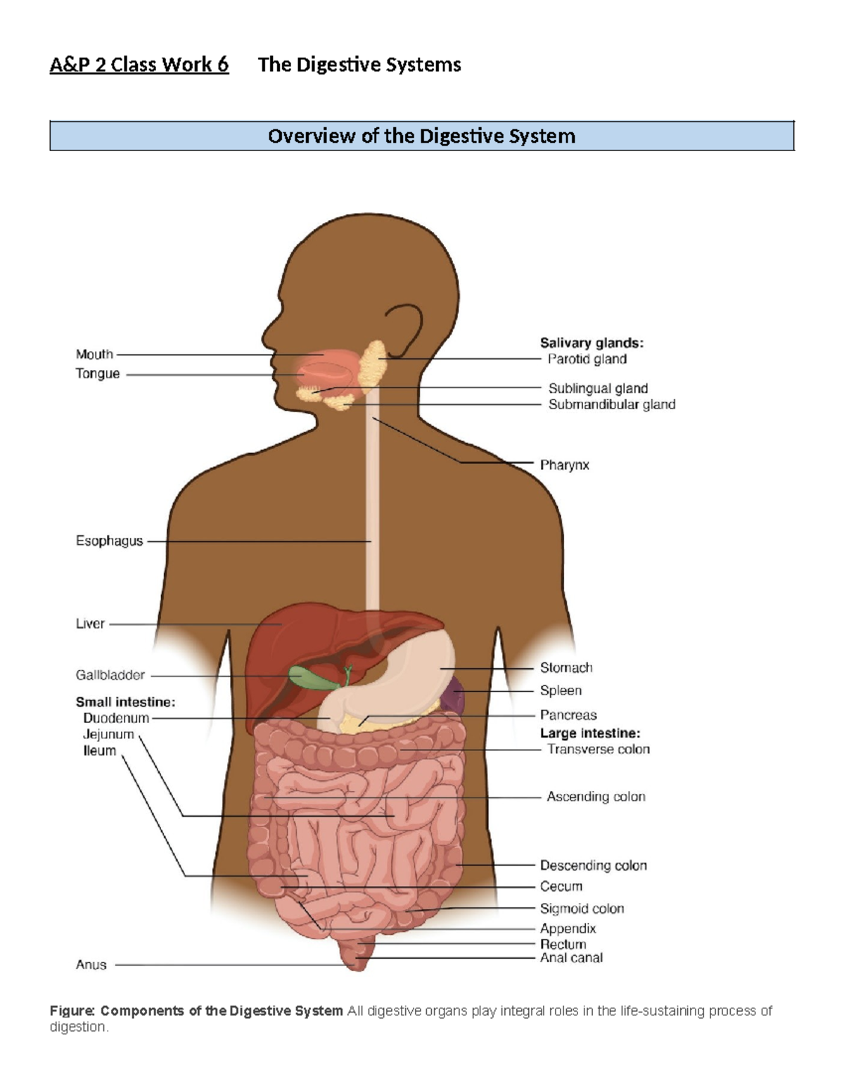 A&P 2 Digestive System Overview: Key Processes & Functions Summary ...