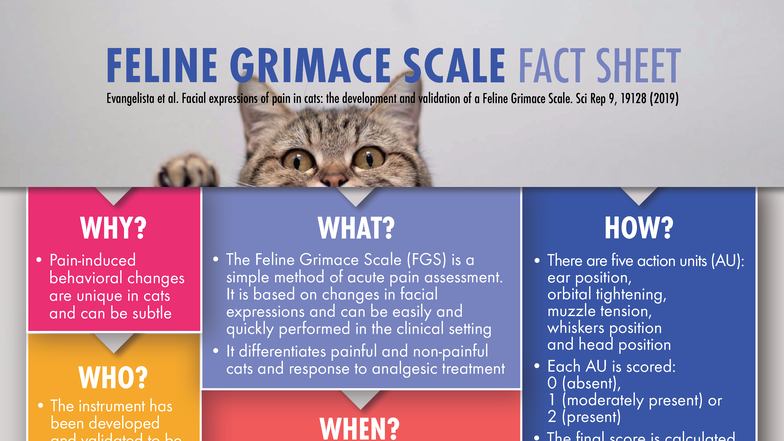 Diagnostic Utility Assessment For Feline Pain Reference: Feline Grimace Scale Fgs Fact Sheet Pain Assessment In Cats