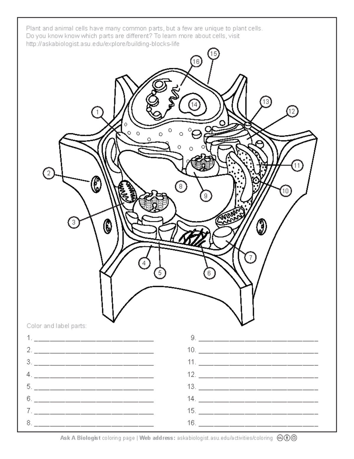 Plant+Cell+Coloring+page - Plant and animal cells have many common ...